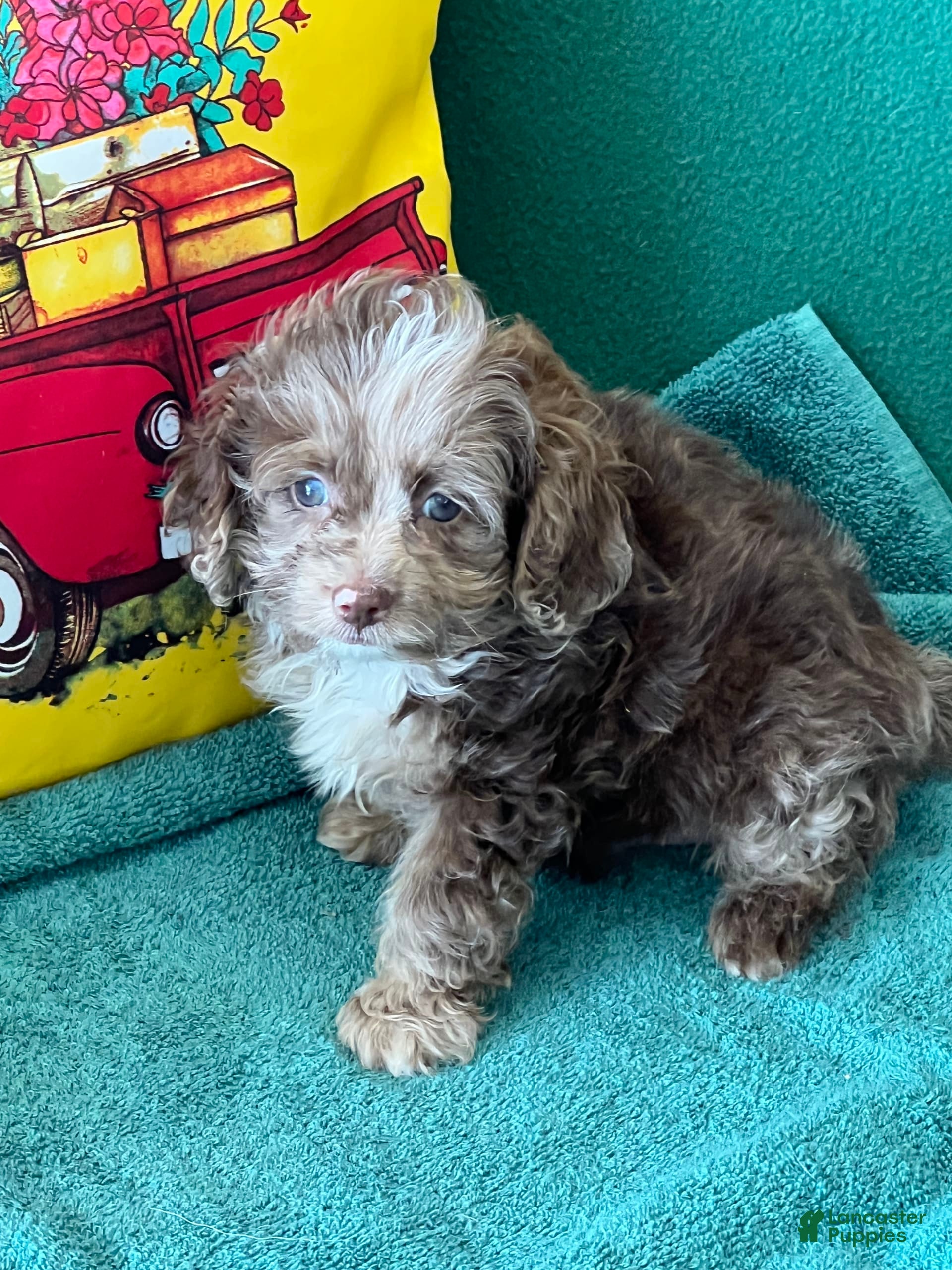 Miniature Cockapoo Cockapoo Docked Tail With Docked Tail Cockapoo
