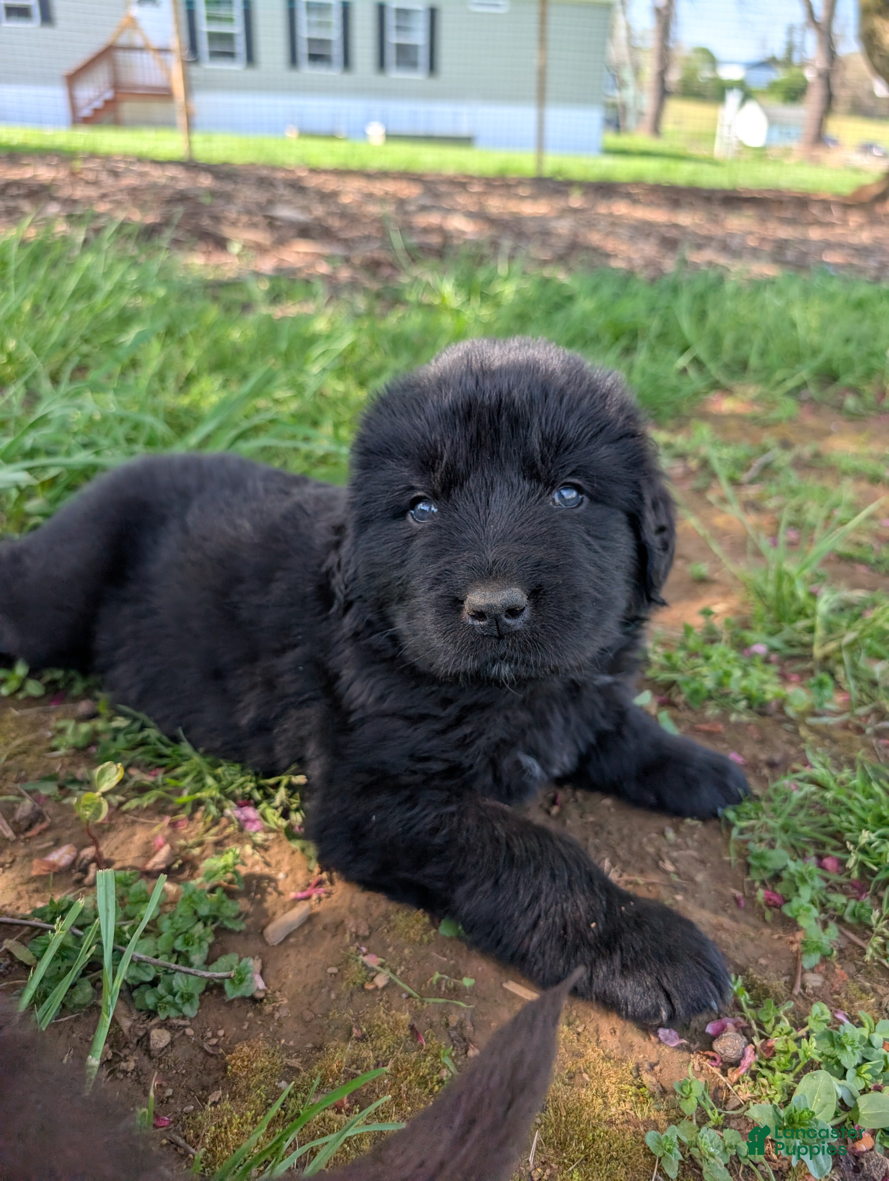 Newfoundland dogs Hero - Ad 21