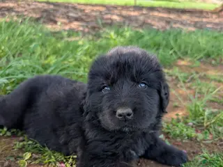 Newfoundland dogs Hero - Ad 21