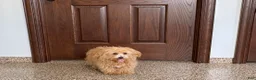 Maltipoo dogs for sale: Maltipoo Male Puppy 1 - Ad 7