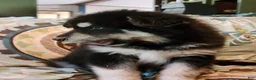 Alaskan Malamute dogs for sale: Alaskan Malamute Puppy 2 - Ad 2