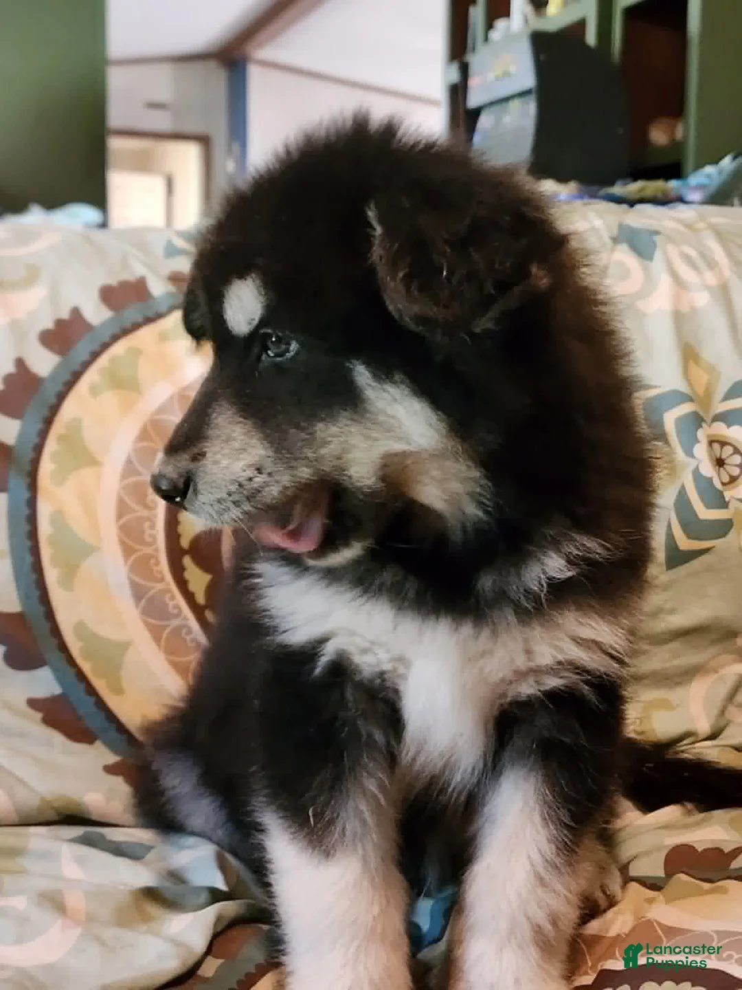 Alaskan Malamute dogs for sale: Alaskan Malamute Puppy 2 - Ad 2