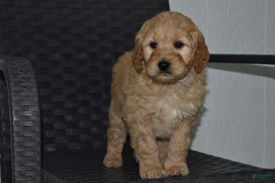 Goldendoodle dogs for sale: Lexi - Ad 3