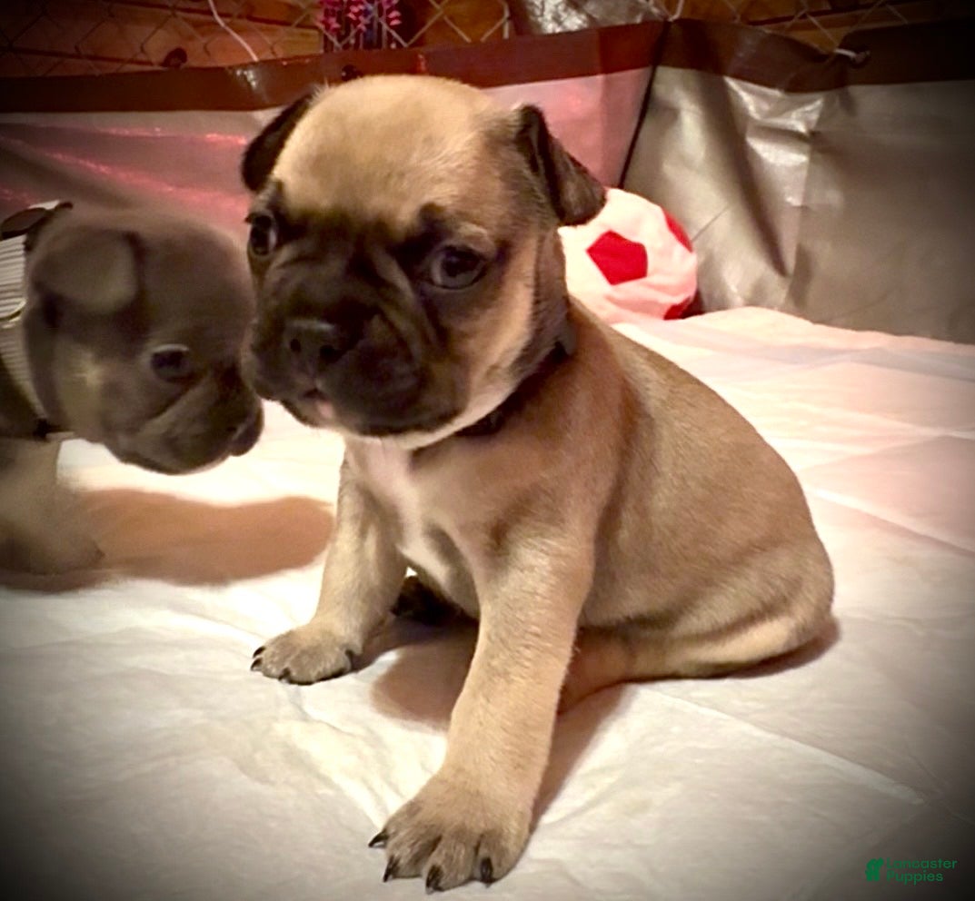 Frenchton dogs Nutmeg - Ad 7