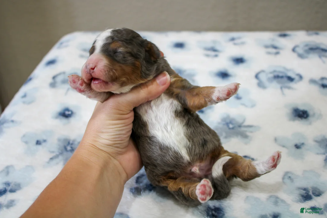 Mini Bernedoodle dogs for sale: Simba  - Ad 2