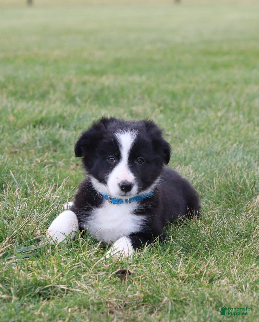 Border Collie dogs jolly - Ad 1