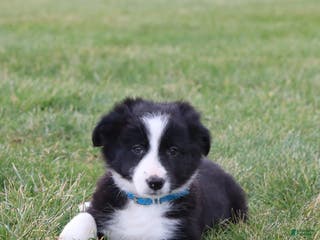Border Collie dogs jolly - Ad 22