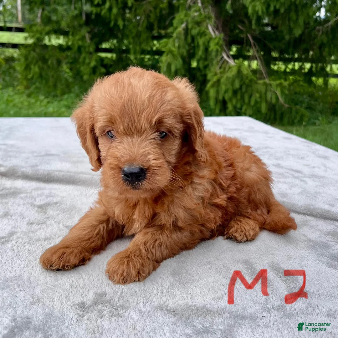 Goldendoodle dogs for sale: Hayden medium sized - Ad 1