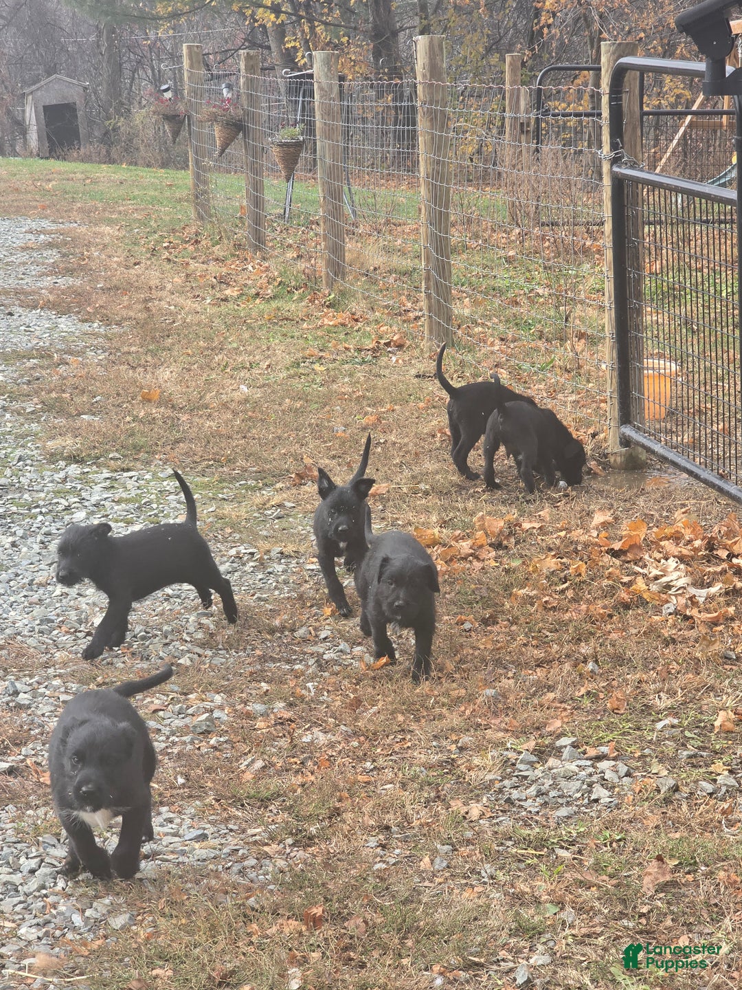 Mixed Breed dogs for sale: Male 2 - Ad 2