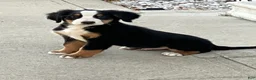 Bernese Mountain Dog dogs for sale: Akc Dan - Ad 1