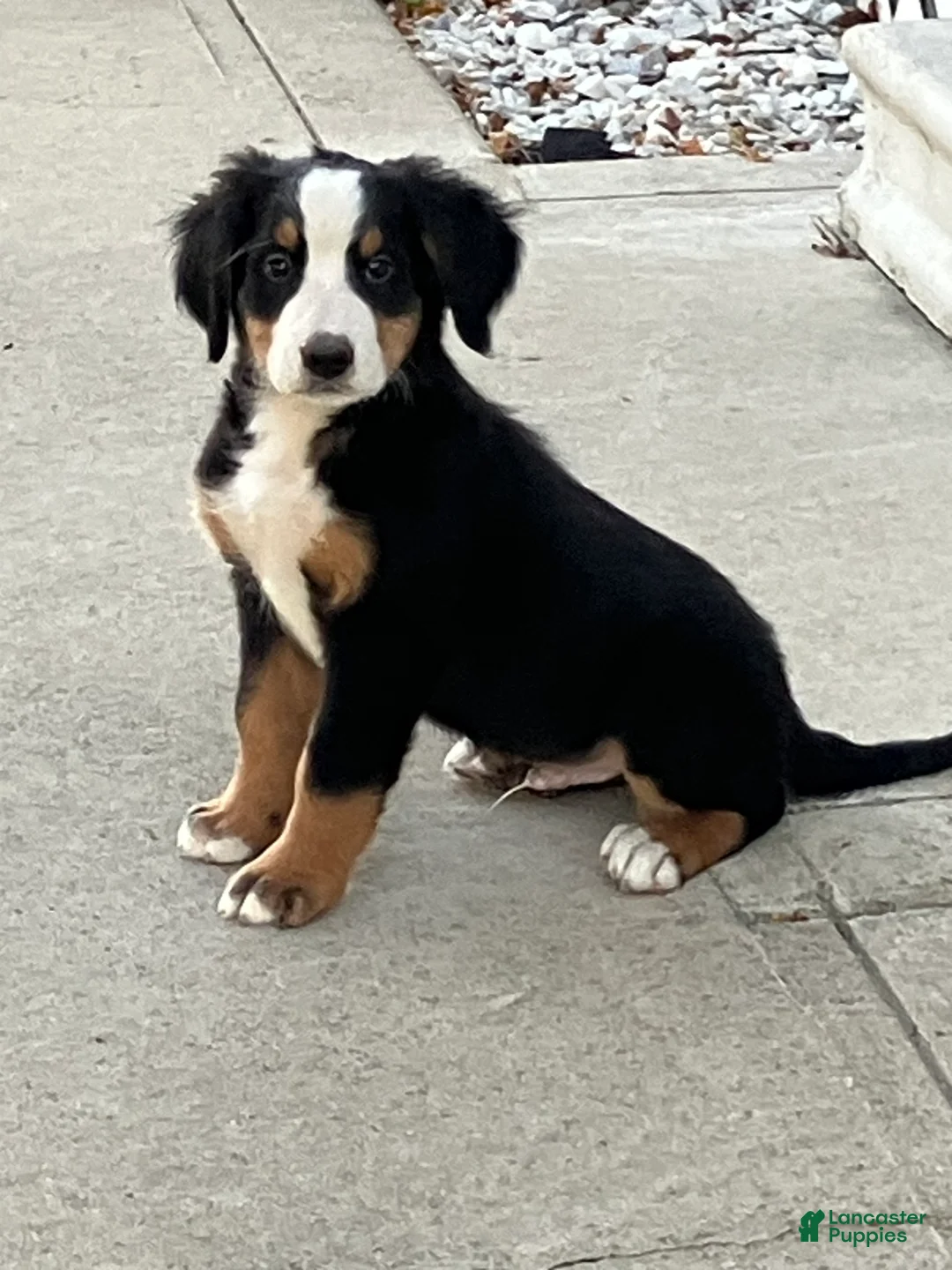 Bernese Mountain Dog dogs for sale: Akc Dan - Ad 1
