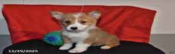 Welsh Corgi Pembroke dogs for sale: Crystal - Ad 3