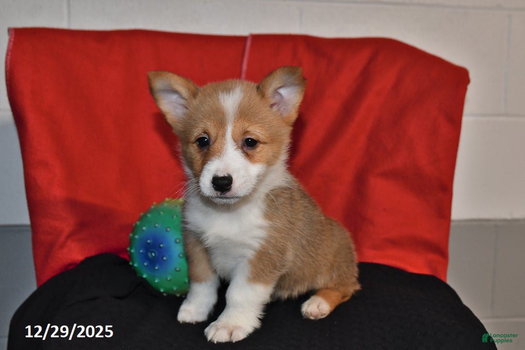 Welsh Corgi Pembroke dogs for sale: Crystal - Ad 3