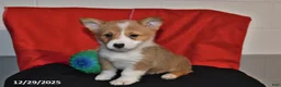 Welsh Corgi Pembroke dogs for sale: Crystal - Ad 3