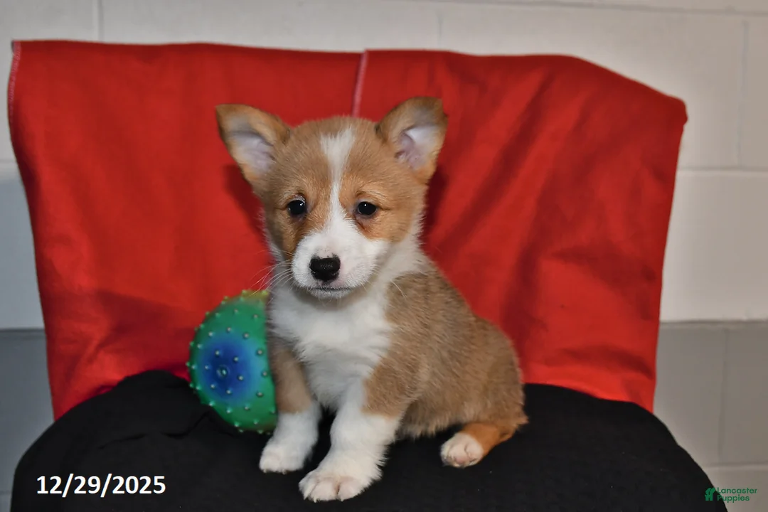 Welsh Corgi Pembroke dogs for sale: Crystal - Ad 3