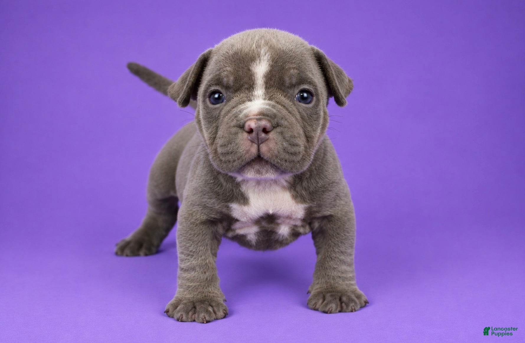 American Bully dogs for sale: Lilac Female - Ad 1