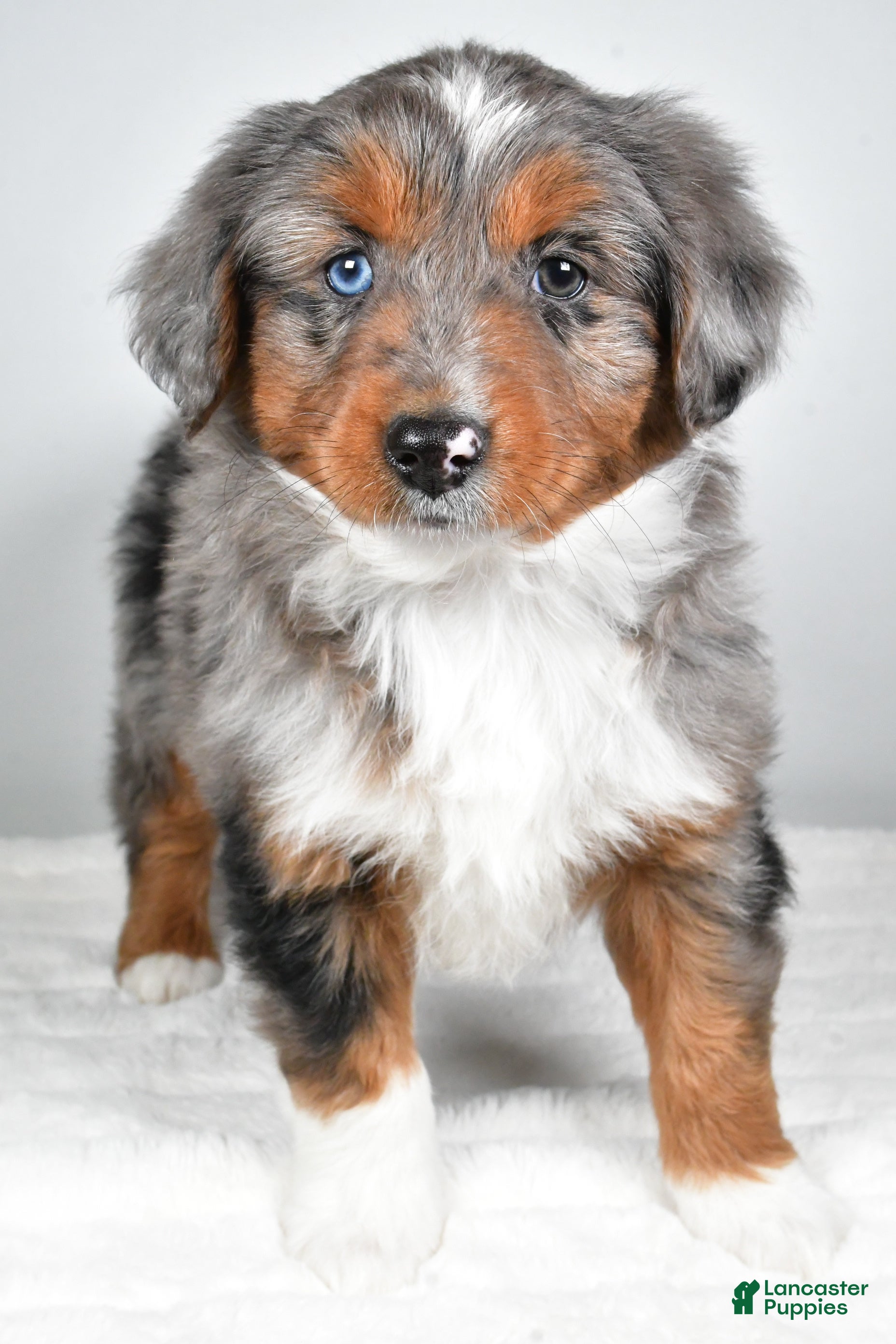 Miniature Australian Shepherd dogs Richie - Ad 14