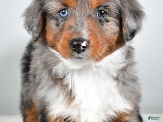 Miniature Australian Shepherd dogs Richie - Ad 13