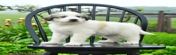 Great Pyrenees dogs for sale: Perlette - Ad 2