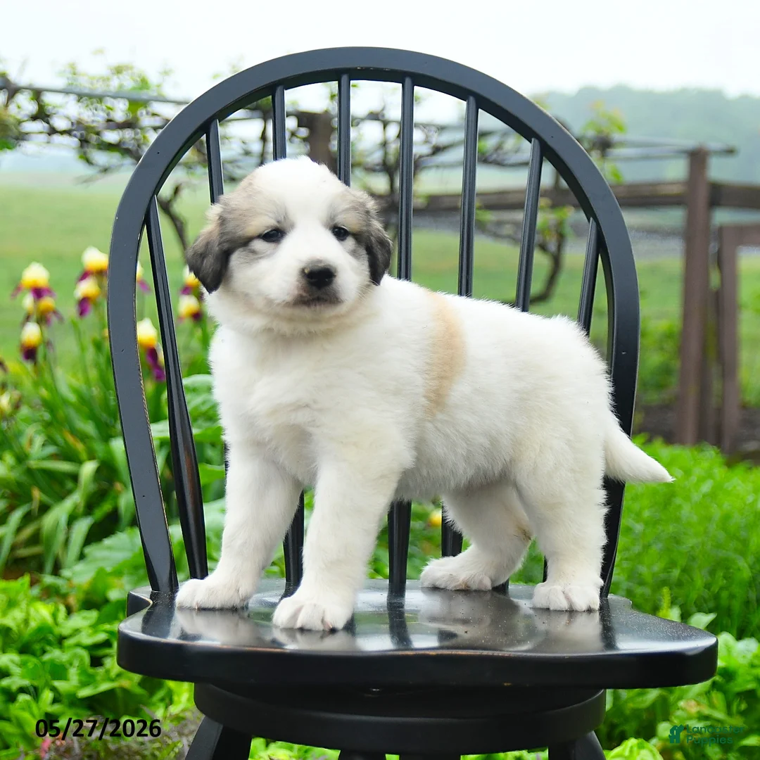 Great Pyrenees dogs for sale: Perlette - Ad 2