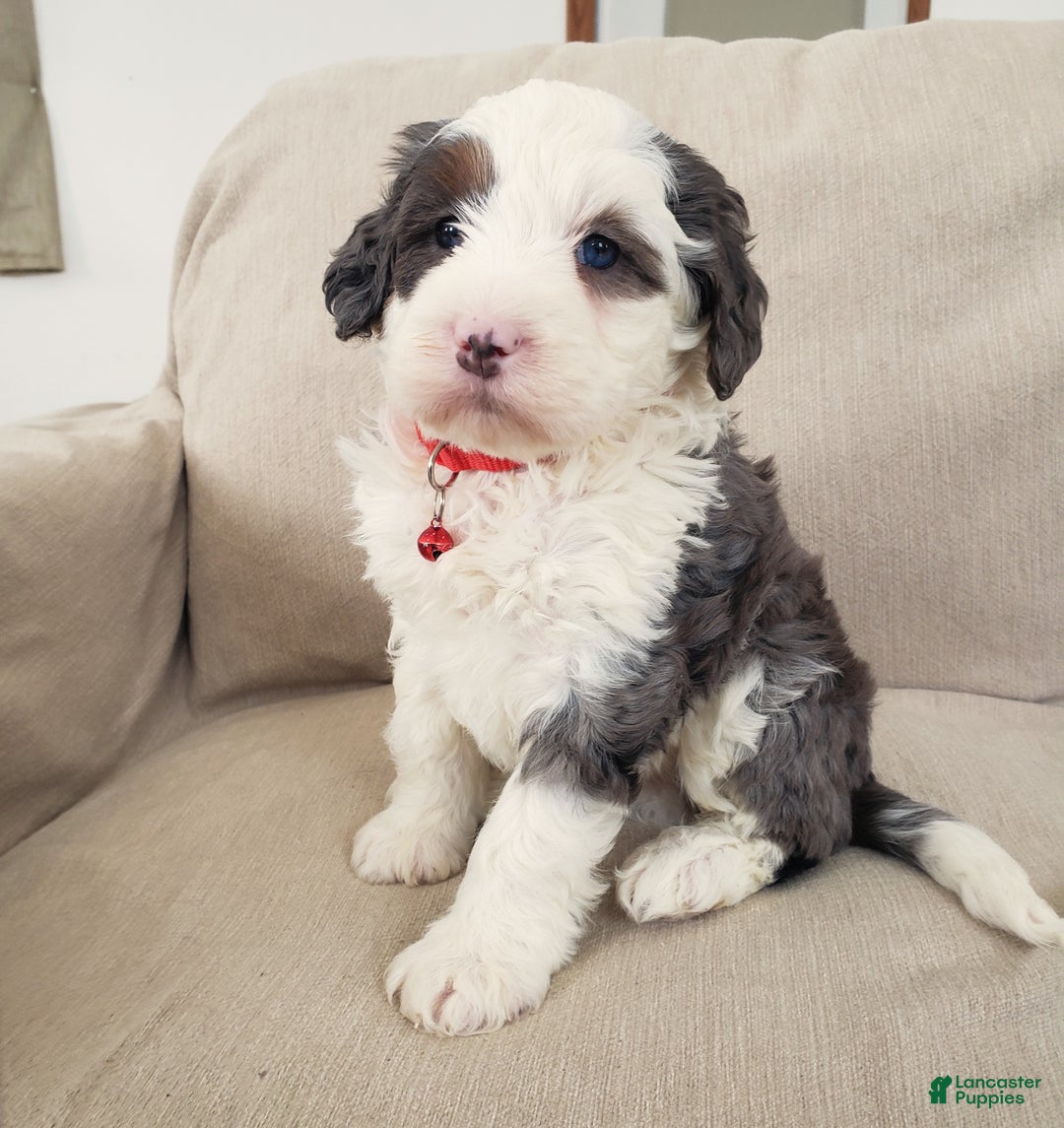 Mini Bernedoodle dogs for sale: Duke - Ad 4