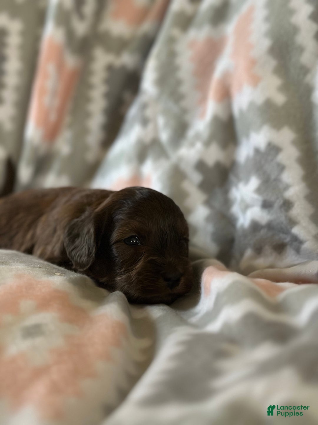 Mini Goldendoodle dogs for sale: Cumin - Ad 2