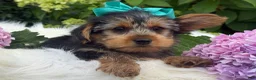 Yorkshire Terrier dogs for sale: Muff - Ad 10