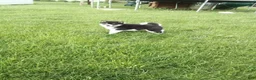 Shiba Inu dogs for sale: Trooper - Ad 2