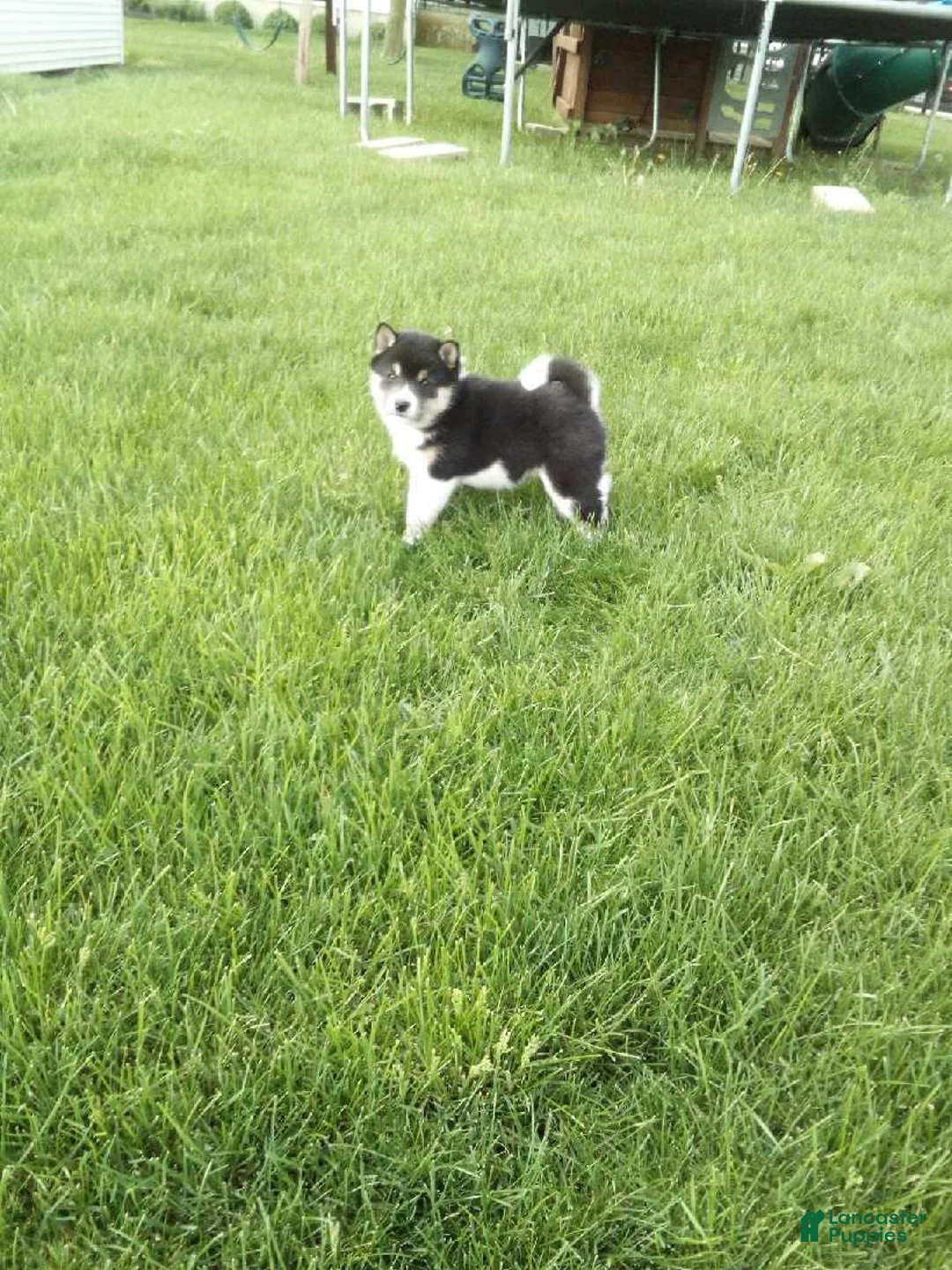 Shiba Inu dogs for sale: Trooper - Ad 2