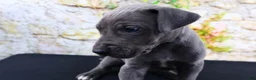 Great Dane dogs for sale: Blue - Ad 16