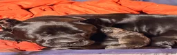 Cane Corso dogs for sale: Zinnia  - Ad 6