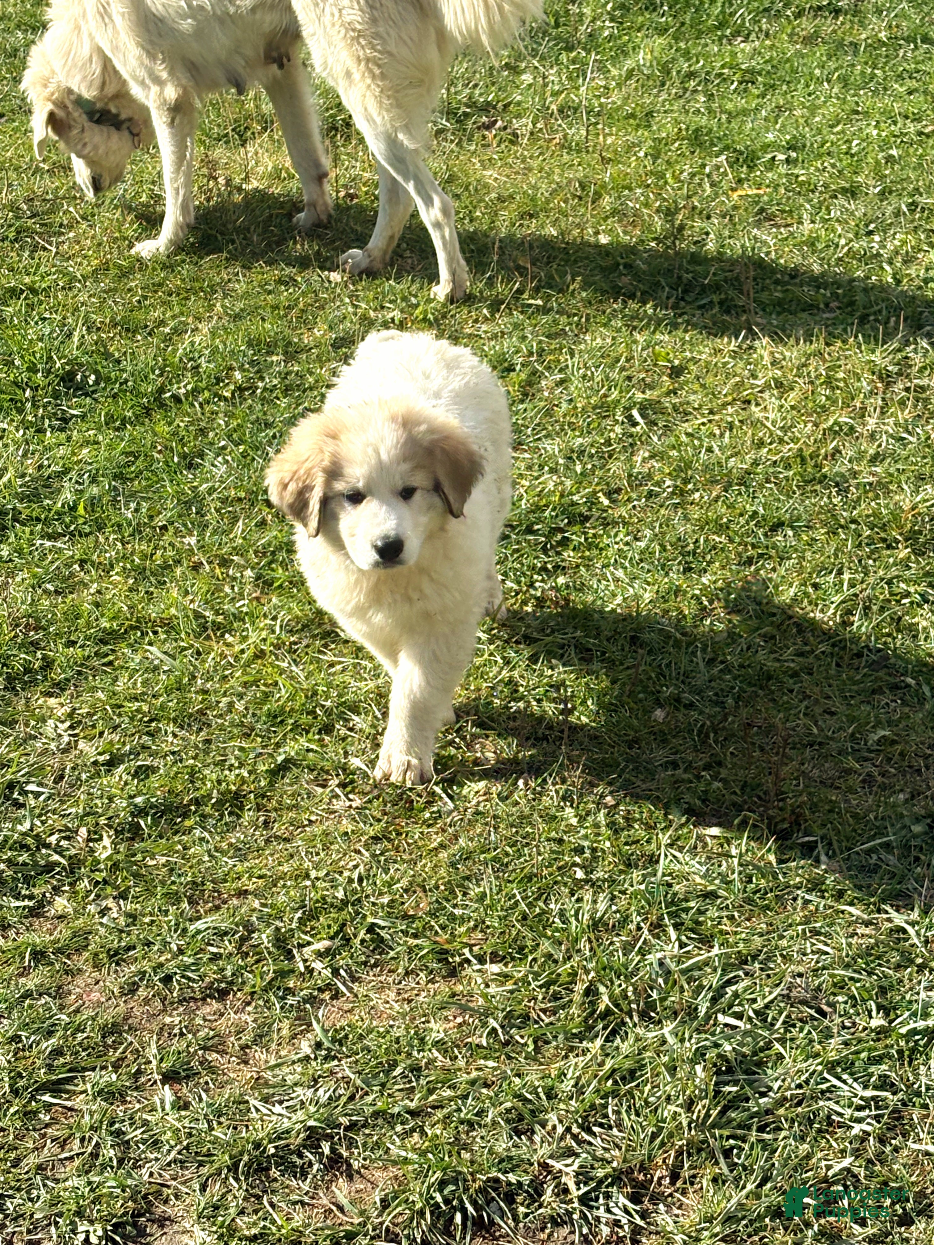 Great Pyrenees dogs Great Pyrenees Puppy 4 - Ad 9