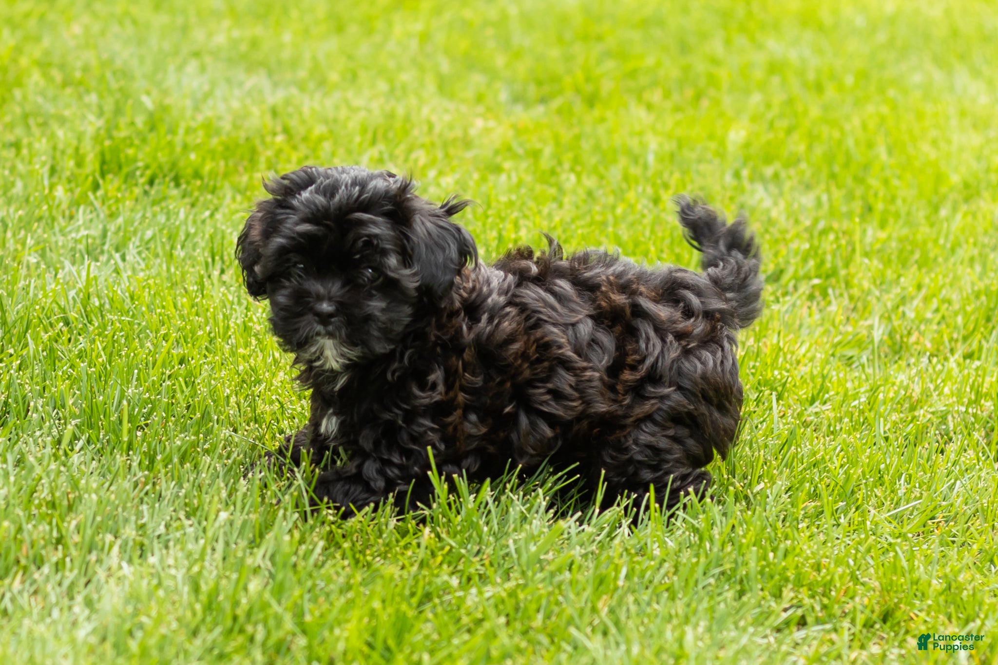 Shihpoo dogs Ida - Ad 28