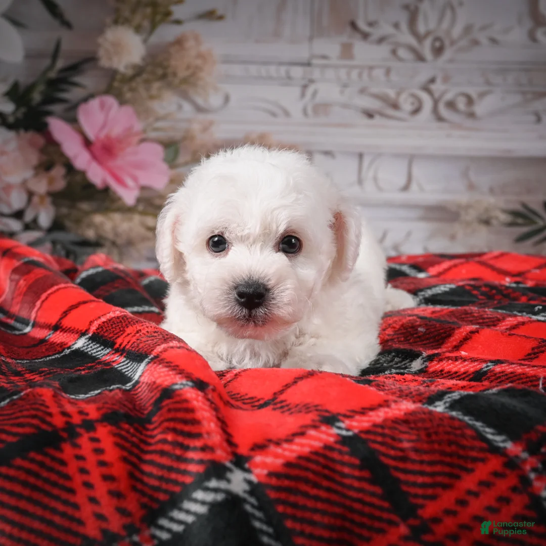 Bichon Frise dogs for sale: AKC-Rolo - Ad 8