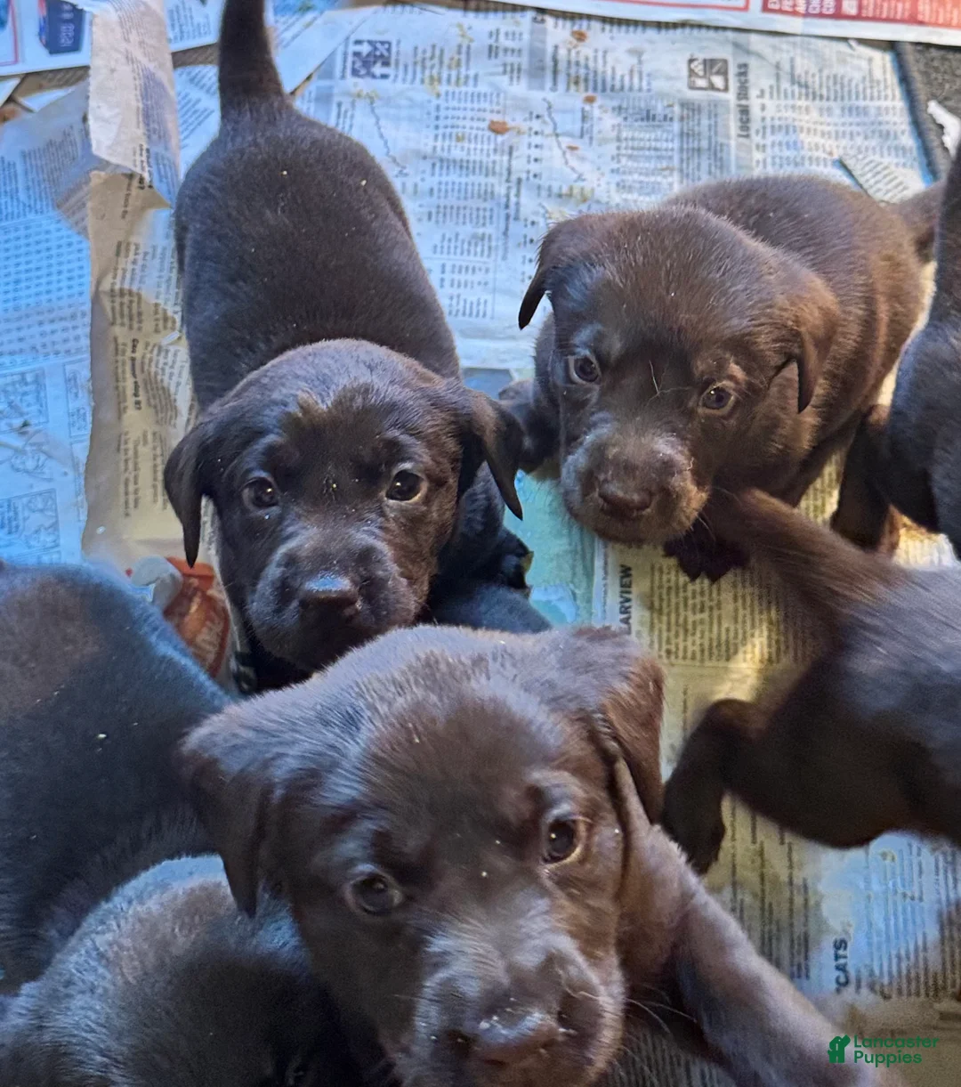 Labrador Retriever dogs for sale: Labrador Retriever Puppy 6 - Ad 1