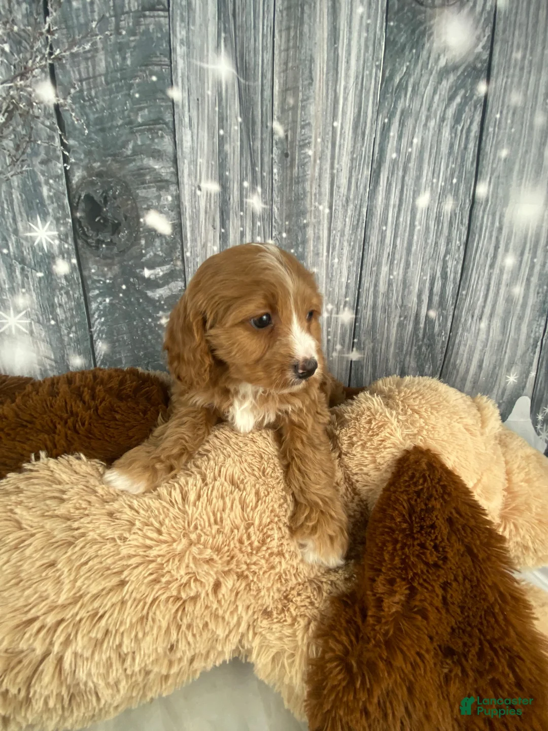 Cavapoo dogs for sale: Maple - Ad 8