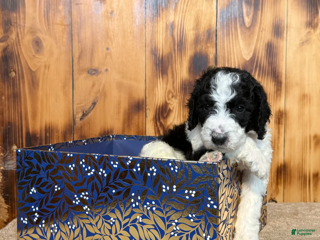 Sheepadoodle dogs for sale: Harel - Ad 2