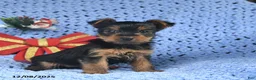 Yorkshire Terrier dogs for sale: Clara  - Ad 2