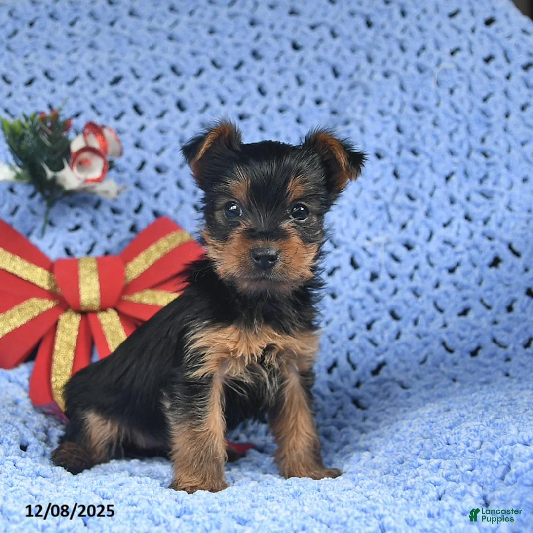 Yorkshire Terrier dogs for sale: Clara  - Ad 2