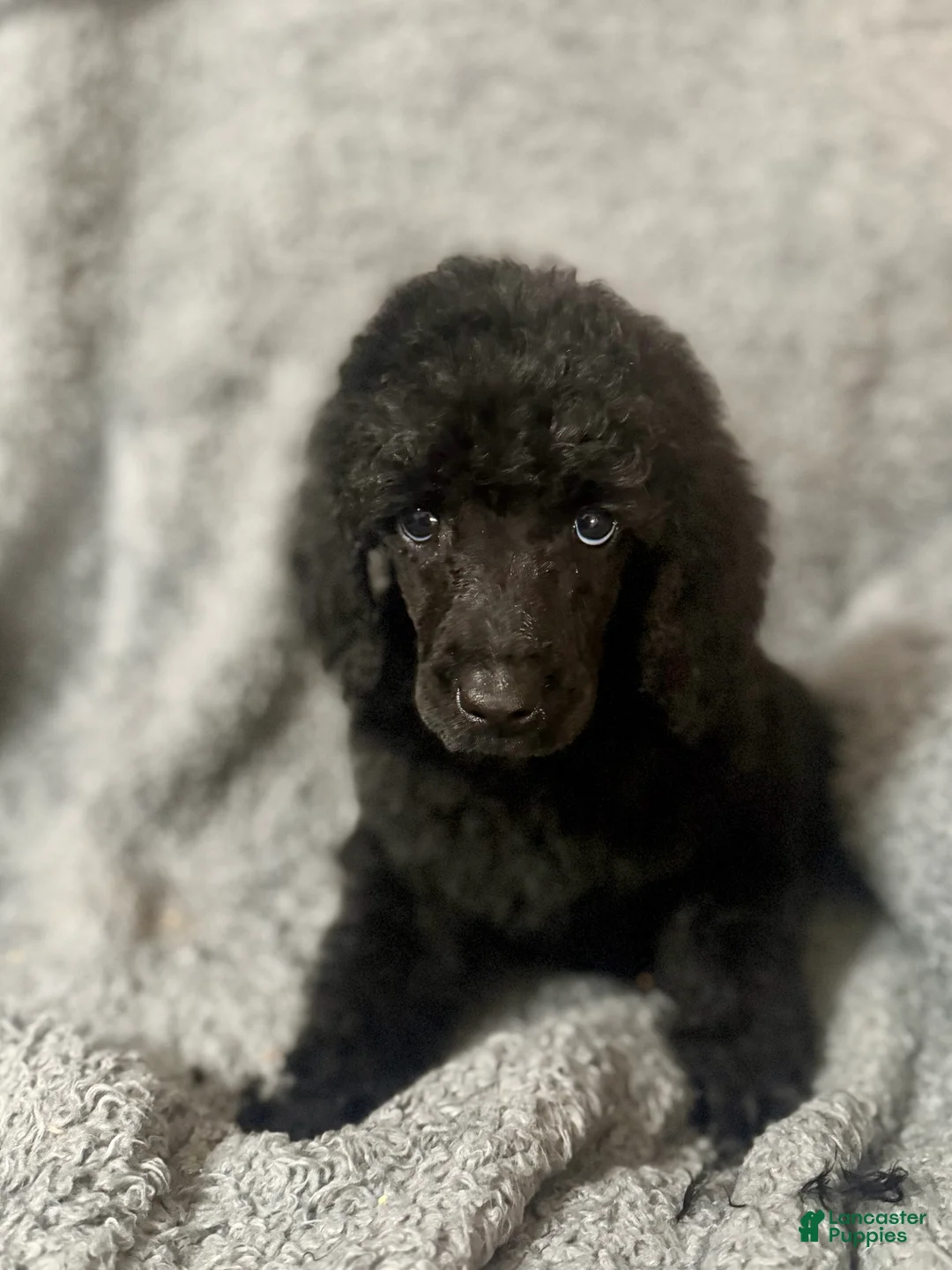 Standard Poodle dogs for sale: Purple  - Ad 2