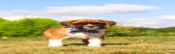 Boxer dogs for sale: Blane - Ad 9