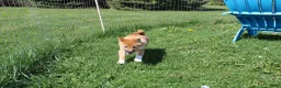 Shiba Inu dogs for sale: Fox - Ad 2
