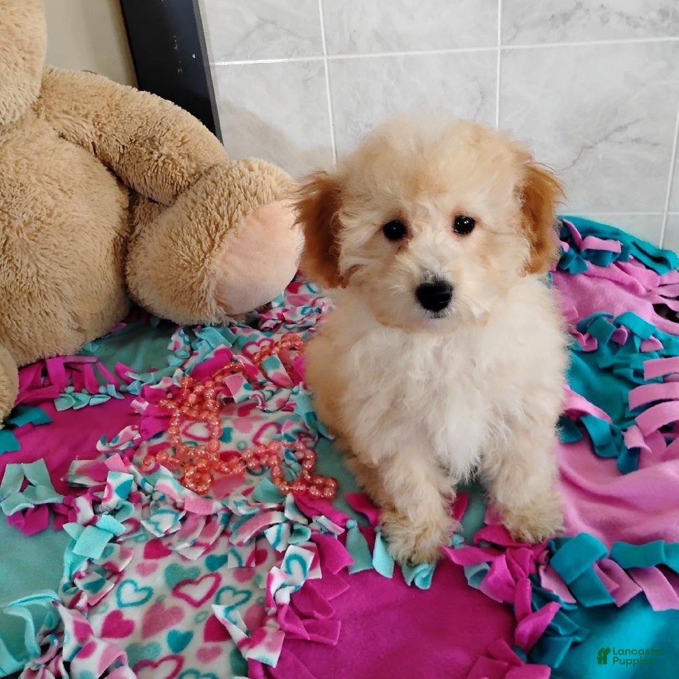 Mini Bernedoodle dogs Roselani - Ad 9