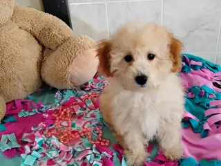 Mini Bernedoodle dogs Roselani - Ad 9