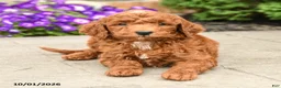 Mini Goldendoodle dogs for sale: Toby  - Ad 5