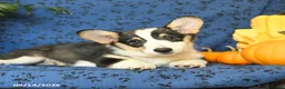 Welsh Corgi Pembroke dogs for sale: Lilac - Ad 3