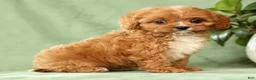 Cavapoo dogs for sale: Ingrid - Ad 7