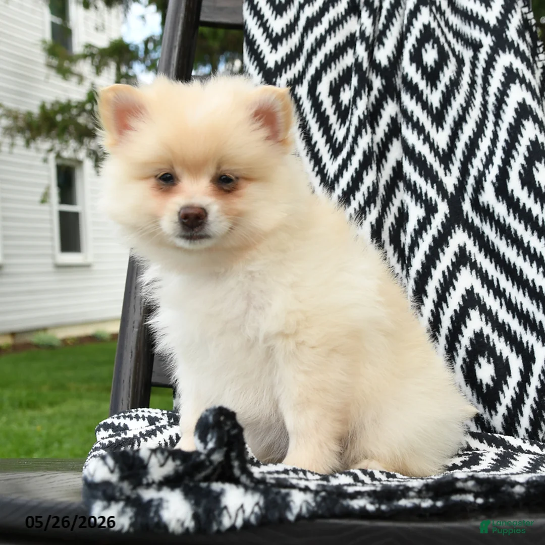 Pomeranian dogs for sale: Gus - Ad 2