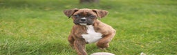 Boxer dogs for sale: Tucker - Ad 1