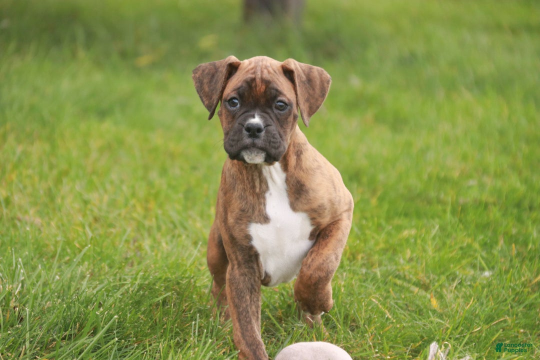 Boxer dogs for sale: Tucker - Ad 1